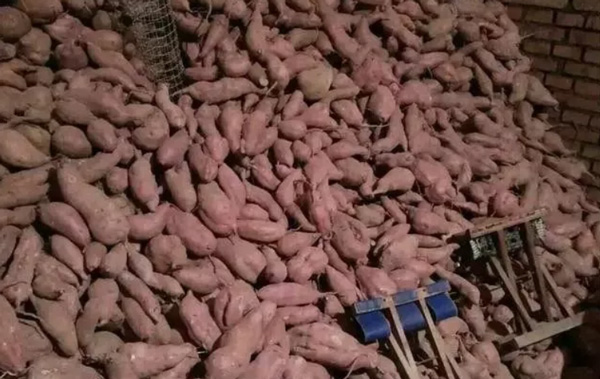 建立红薯淀粉厂需要做哪些准备