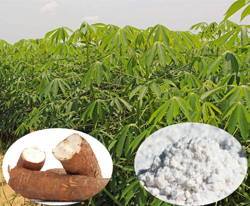 20T / D木薯面粉生产线在非洲定居