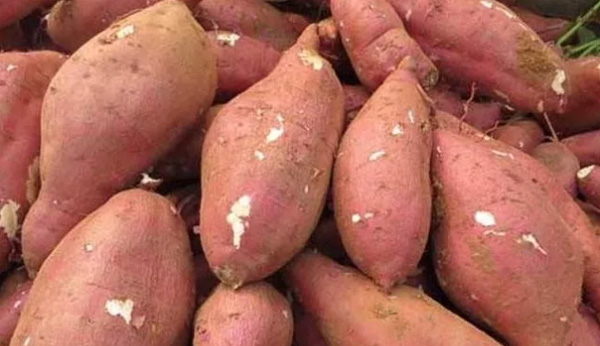 如何购买和选择用于淀粉加工的红薯？